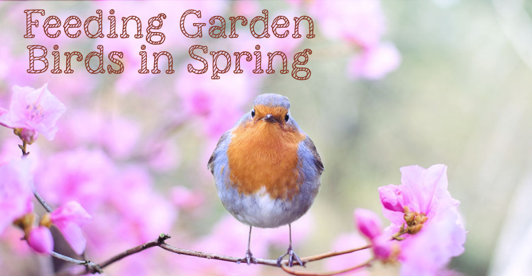 Feeding Garden Birds in Spring Chubby Mealworms UK