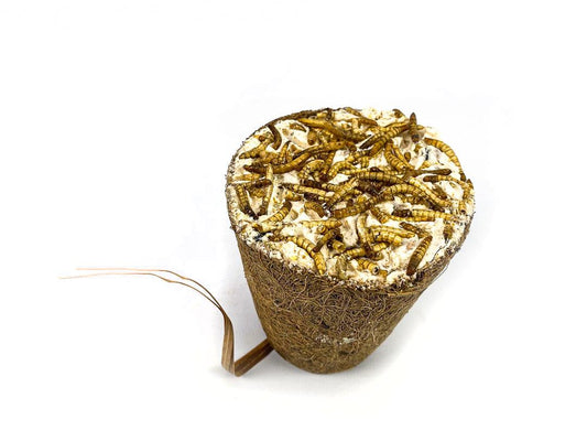 Chubby Filled Coconut Coir Bell - Mealworm Topped