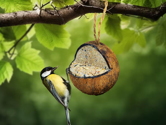 Pack of 6 Sustainable Quarter Cut Coconuts - Made with insect oil