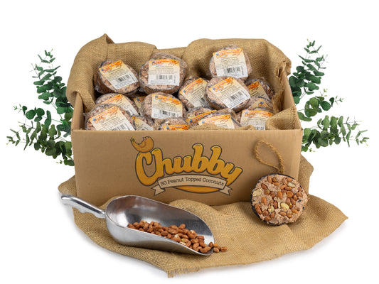Box of 30 - Chubby Half Filled Coconuts - Peanut Topped