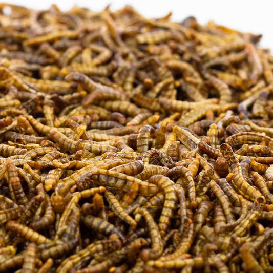 200g EU Grown Chubby Dried Mealworms