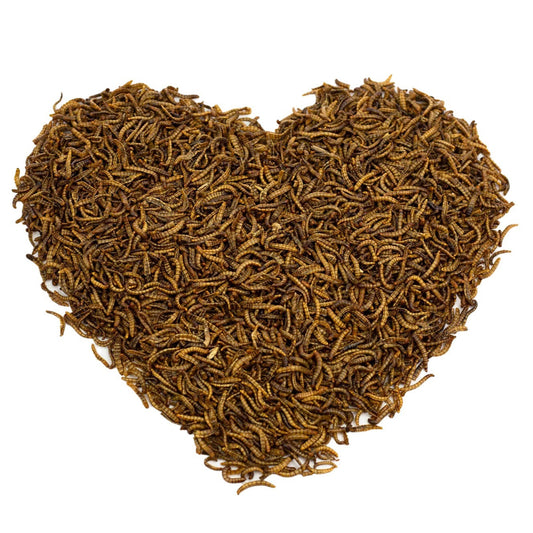 500g EU Grown Chubby Dried Mealworms