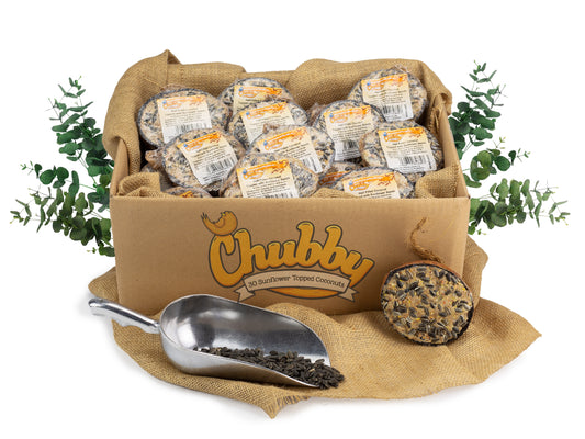 Box of 30 - Chubby Half Filled Coconuts - Sunflower Seed Topped