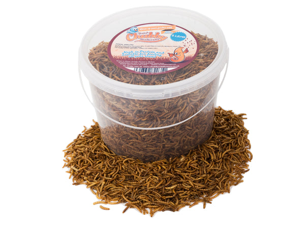 5 Litres Chubby Dried Mealworms