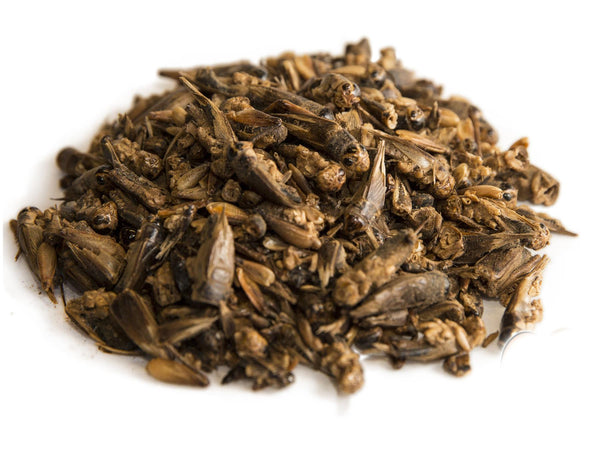 Chubby Dried Crickets 1Kg