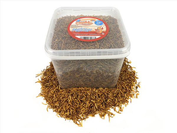 10 Litres Chubby Dried Mealworms (approx 1.85kg)