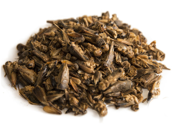 Chubby Dried Crickets  (select your size)