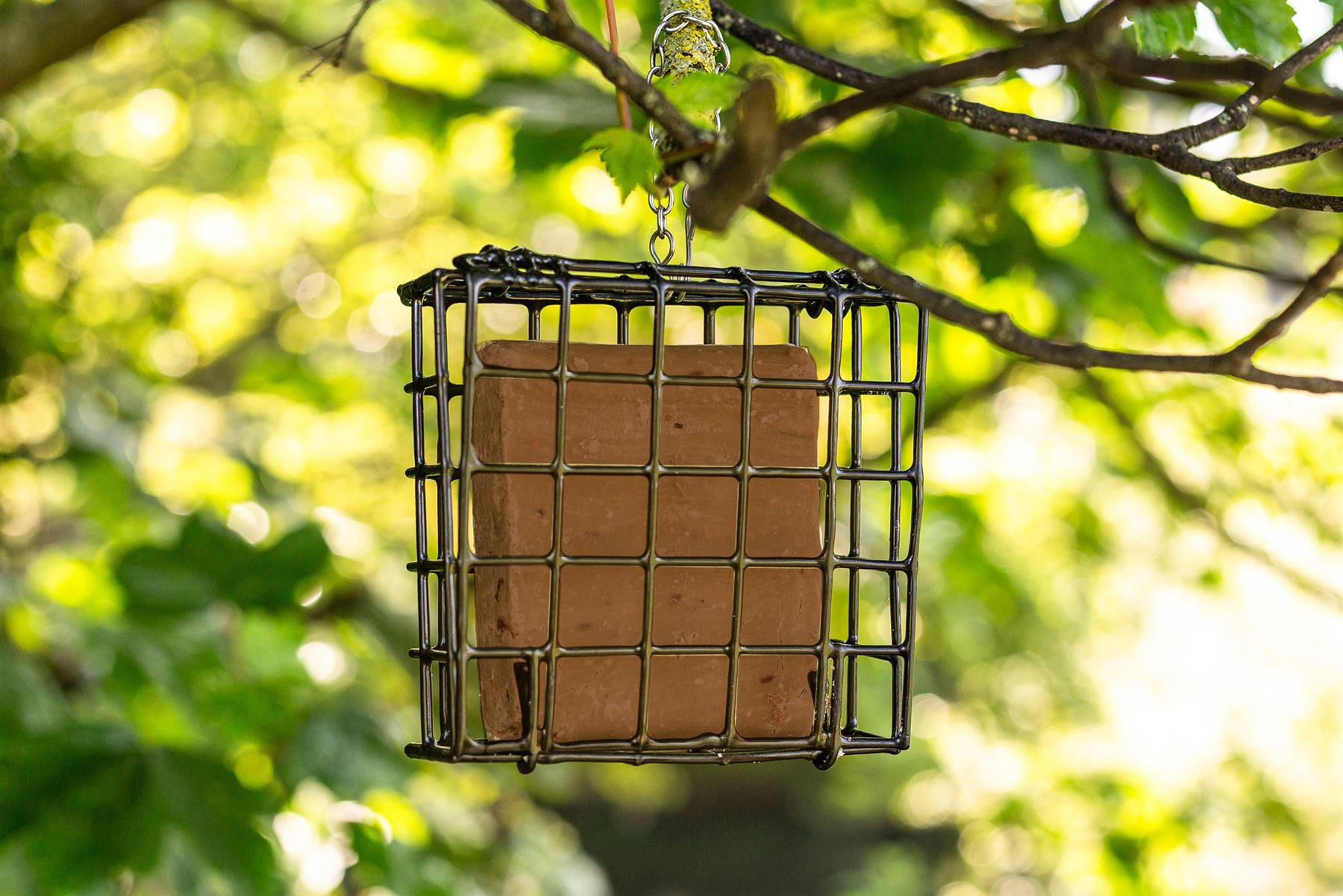 Chubby High Energy Suet Cakes with Peanut Butter Chubby Mealworms UK