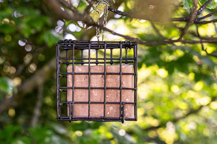 Rectangular Suet 12 x Chubby High Energy Suet Cakes with Berries – Chubby Mealworms UK