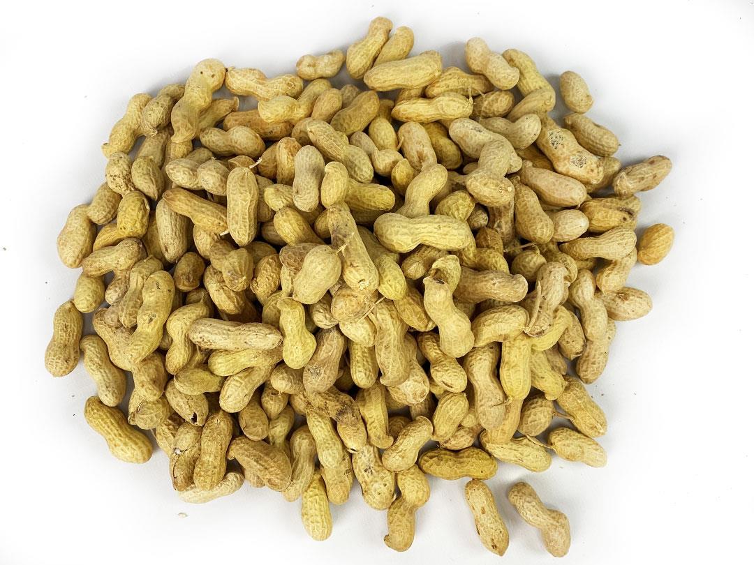 Monkey Shell Peanuts Chubby Peanuts in Shells - Monkey Nuts 10kg – Chubby Mealworms UK