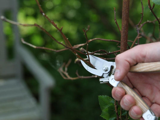 Fallen Fruits Stainless Steel Garden Multitool