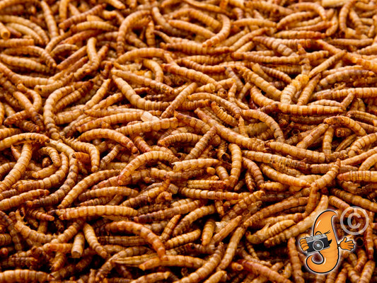10 Litres Chubby Dried Mealworms (approx 1.85kg)