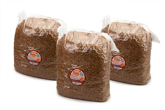 37.65Kg Dried Chubby Mealworms
