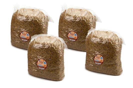 50.2Kg Dried Chubby Mealworms