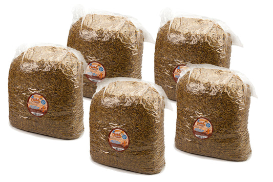 62.75Kg Dried Chubby Mealworms