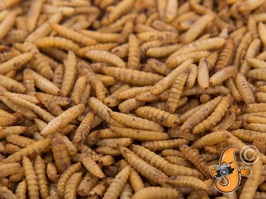 1 Litre Chubby Dried Black Soldier Fly Larvae Tasty Hedgehog Treats
