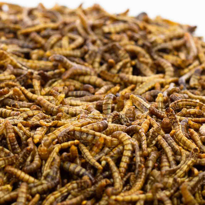 500g EU Grown Chubby Dried Mealworms