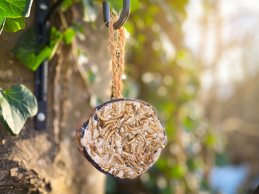 Box of 30 - Chubby Half Filled Coconuts - Mealworm Topped