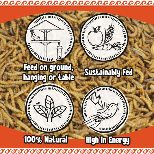 Trusted EU-grown dried mealworms, not imported from China. Protein-rich food for garden birds, reptiles & fish.