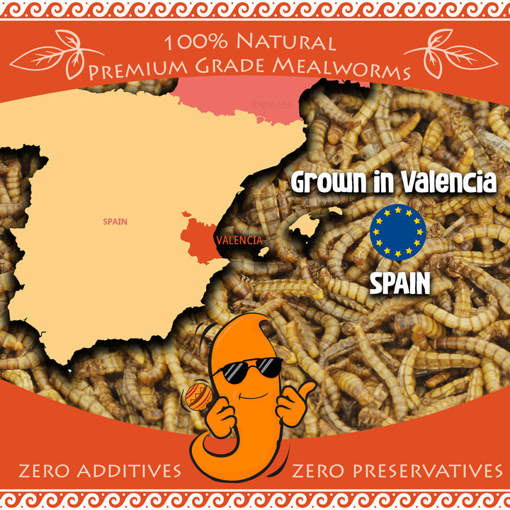High-quality EU-grown dried mealworms, sustainably farmed. Protein-rich food for reptiles, fish, and backyard birds.