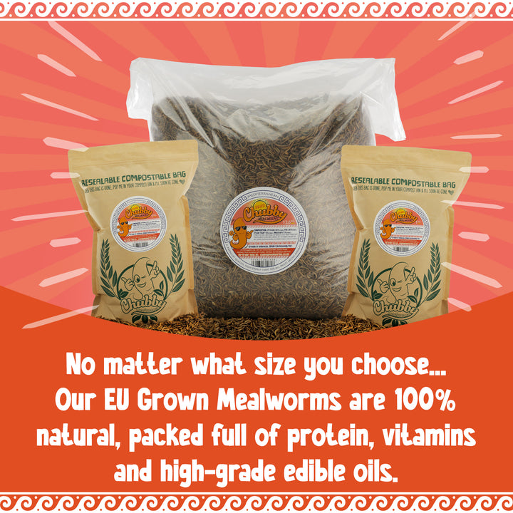Premium EU-grown dried mealworms, EU regulated. Protein-rich food for hedgehogs, fish, and wild birds.