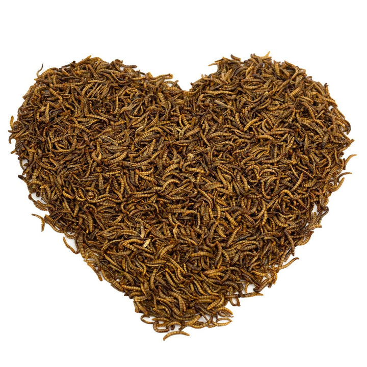 500g EU Grown Chubby Dried Mealworms
