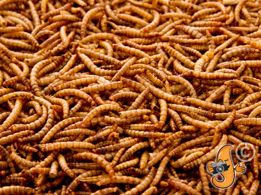 100g Chubby Dried Mealworms