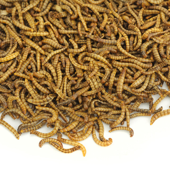 Top-grade EU-grown dried mealworms, not imported from China. Protein-rich food for reptiles, fish, and backyard birds.
