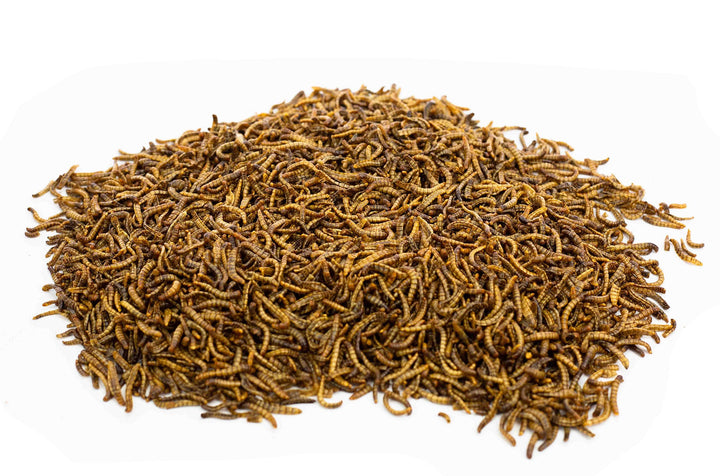 200g EU Grown Chubby Dried Mealworms