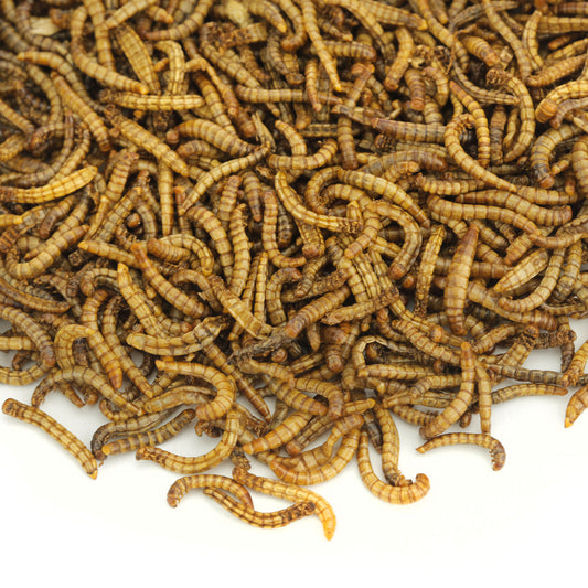 2Kg EU Grown Chubby Dried Mealworms