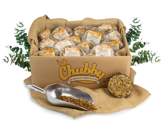 Box of 30 - Chubby Half Filled Coconuts - Mealworm Topped