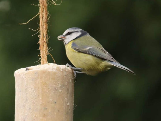 Chubby Suet Roll - Mealworm