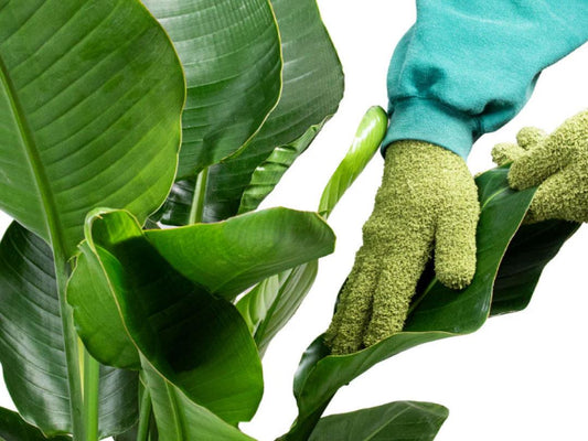 Fallen Fruits Microfibre Plant Dust Gloves