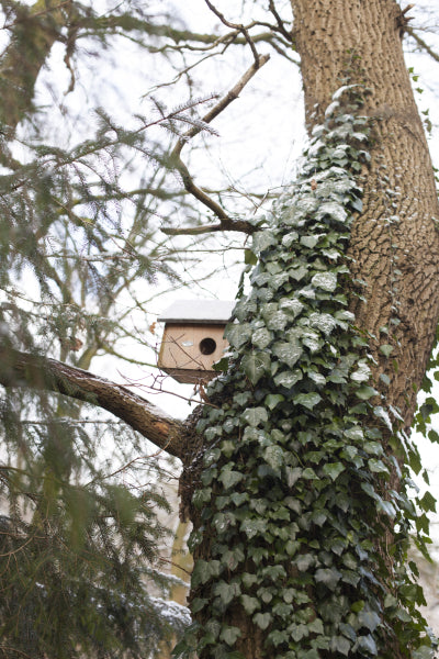 Fallen Fruits Squirrel House in a tree
