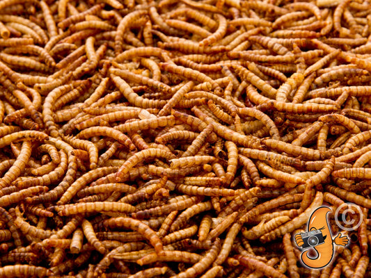 Close up of Chubby Dried Mealworms