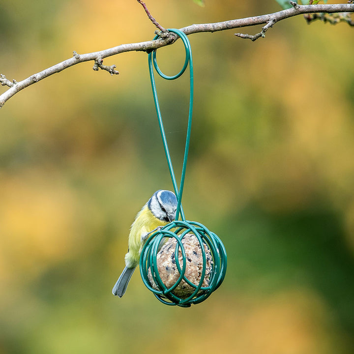 Lima Fat Ball Holder Scoop with a wild bird eating