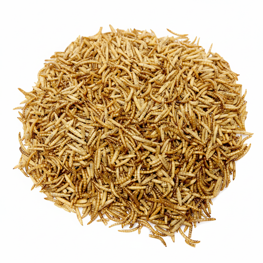 Close-up of premium dried mealworms and BSF larvae - high protein insect feed for garden birds