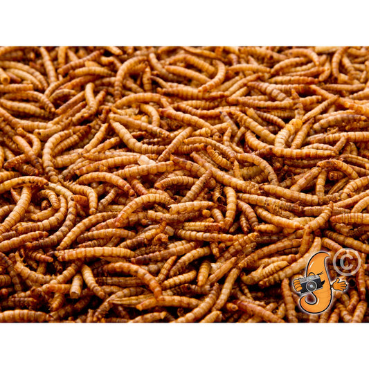 Chubby Dried Mealworms Closeup