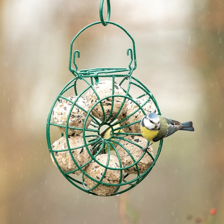 National Trust Fat Ball Feeding Ring in the garden with a blue tit