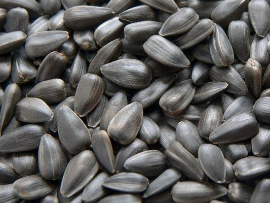 Chubby Premium Black Sunflower Seeds 1.5kg