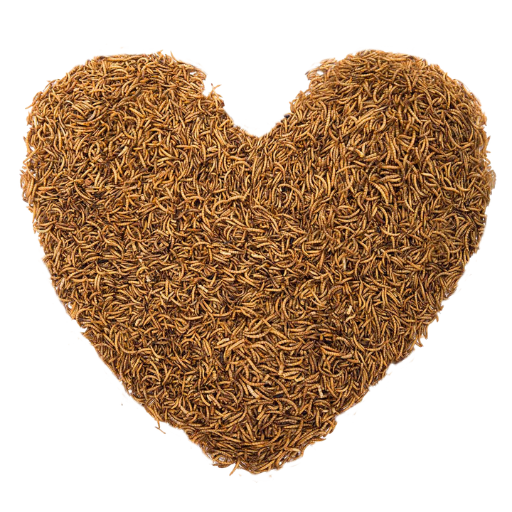 4Kg Dried Chubby Mealworms