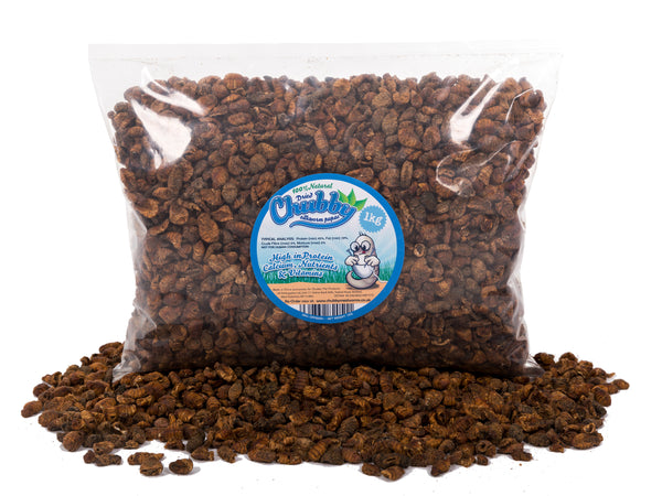 Silkworm pupae for sales koi