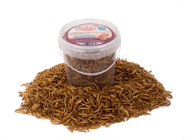 1 Litre Chubby Dried Mealworms