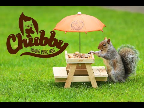 Chubby Wooden Squirrel Picnic Table Feeder